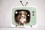 Australian Shepherd Puppy