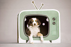 Australian Shepherd Puppy