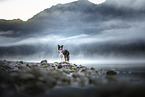 Australian Shepherd