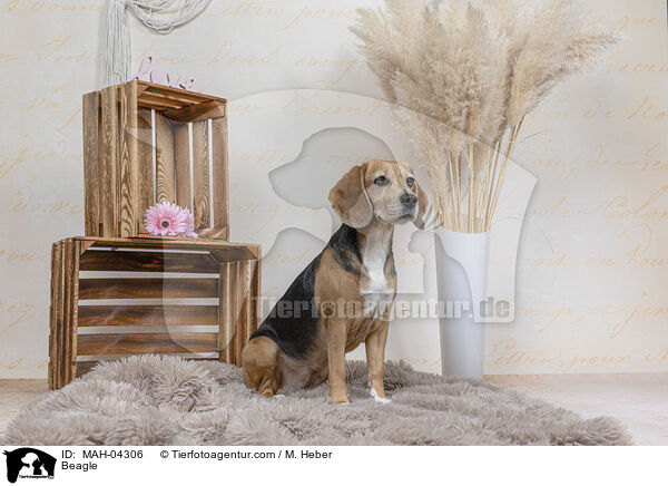 Beagle / Beagle / MAH-04306