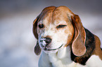 Beagle Portrait
