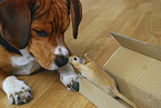 Beagle with Mongolian Gerbil