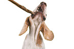 Beagle Portrait