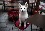 Berger Blanc Suisse Puppy