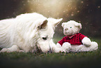 Berger Blanc Suisse