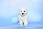 sitting Bichon Frise Puppy