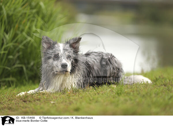 blue-merle Border Collie / blue-merle Border Collie / KB-15468