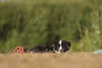 Border Collie puppy