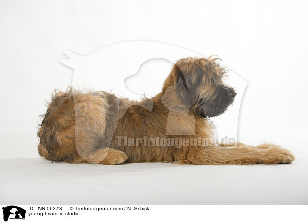 Briard Junghund in Studio / young briard in studio / NN-06278