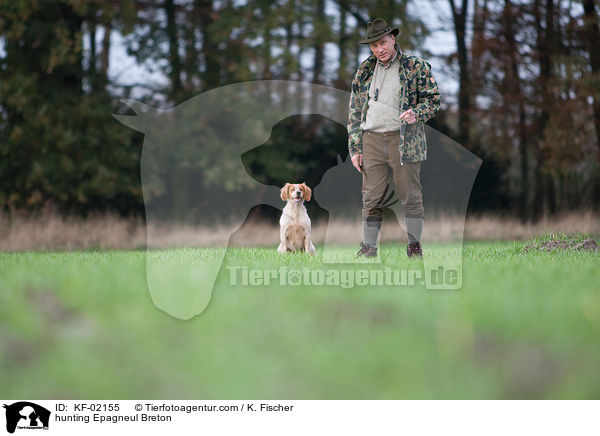 Epagneul Breton bei der Jagd / hunting Epagneul Breton / KF-02155