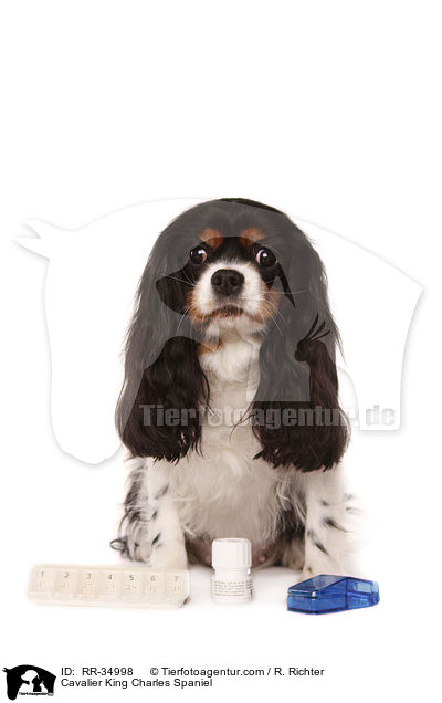 Cavalier King Charles Spaniel / RR-34998