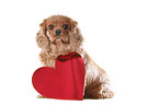 Cavalier King Charles Spaniel
