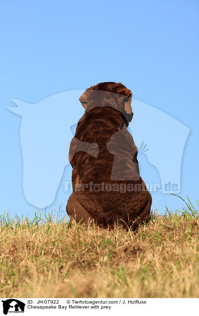 Chesapeake Bay Retriever bei der Jagd / Chesapeake Bay Retriever with prey / JH-07922