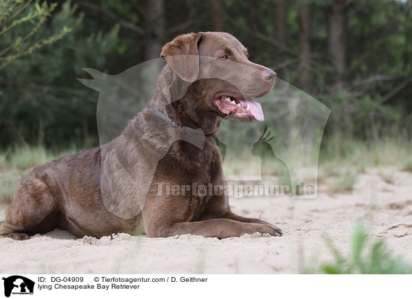 liegender Chesapeake Bay Retriever / lying Chesapeake Bay Retriever / DG-04909