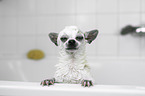 Chihuahua in a bathtub