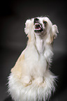 sitting Chinese Crested Powderpuff
