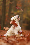 Cockapoo in autumn