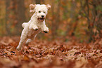 Cockapoo in autumn