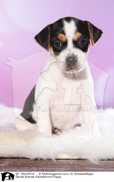 Dnisch Schwedischer Farmhund Welpe / Dansk Svensk Gaardshund Puppy / SS-53510
