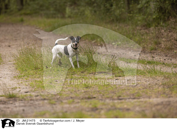 Dansk Svensk Gaardshund / Dansk Svensk Gaardshund / JM-21475