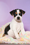 Dansk Svensk Gaardshund Puppy
