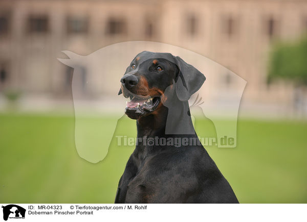 Dobermann Portrtait / Doberman Pinscher Portrait / MR-04323