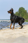 standing Doberman Pinscher