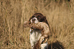 Dutch Partridge Dog