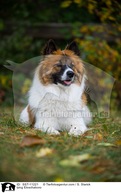 liegender Eloschaboro / lying Eloschaboro / SST-11221