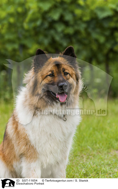 Eloschaboro Portrait / Eloschaboro Portrait / SST-11654