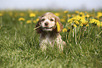 English Cocker Spaniel Puppy