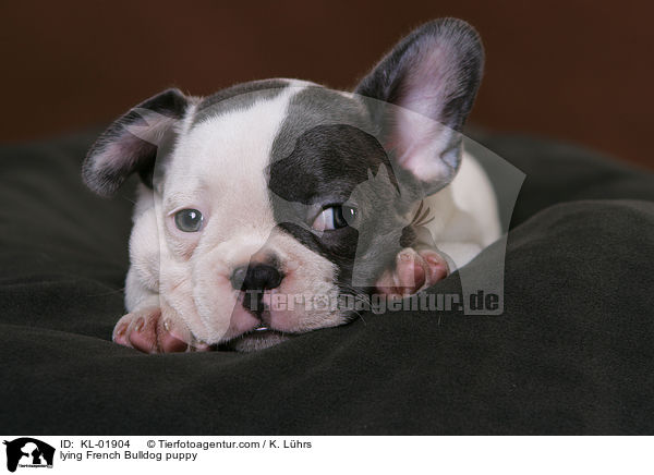 liegender Franzsische Bulldoggen Welpe / lying French Bulldog puppy / KL-01904