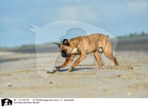 rennender Deutscher Boxer / running German Boxer / YJ-15174