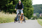 German Boxer at pulling