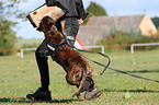 German Boxer
