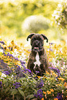 German Boxer