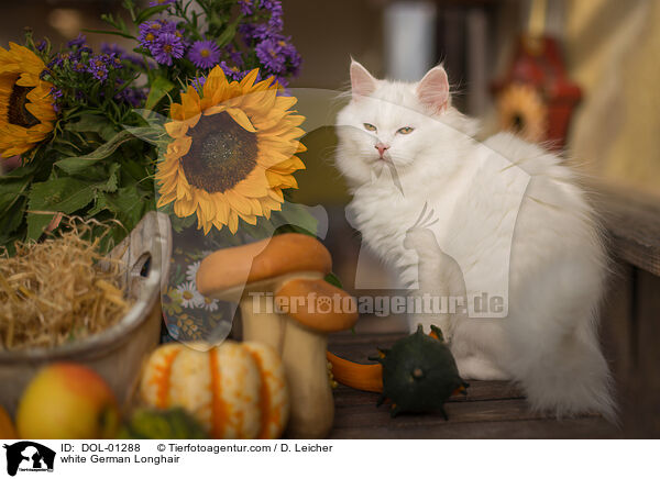 weie Deutsch Langhaar / white German Longhair / DOL-01288