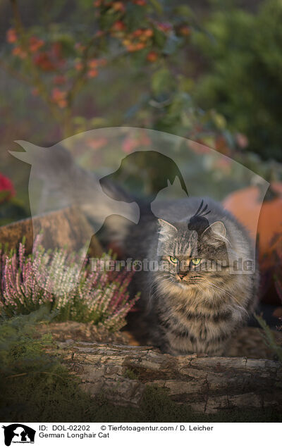 Deutsch Langhaar / German Longhair Cat / DOL-02202