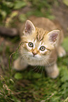 German Longhair Kitten