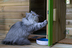 5 months old German Longhair cat