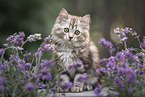 German Longhair Kitten