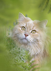 cream German Longhair
