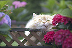 German Longhair