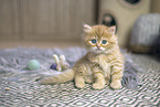 German Longhair Kitten
