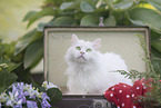 German Longhair
