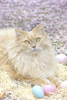 German Longhair