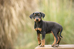 german pinscher puppy