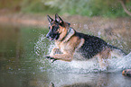 running German Shepherd