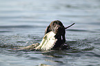 retrieving German shorthaired Pointer