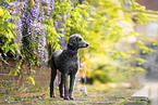 Giant Poodle